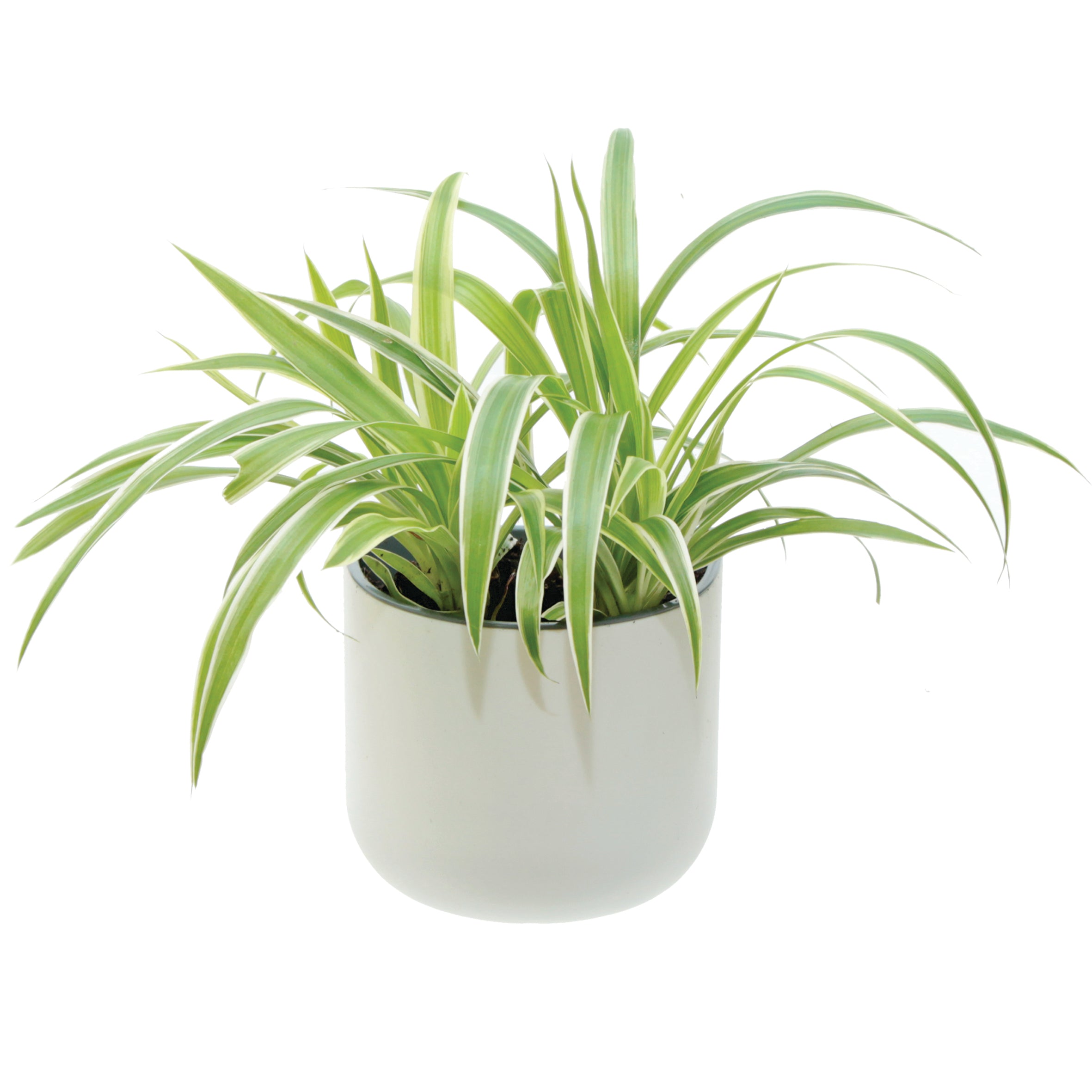 Okidome Suction Planter with a spider plant