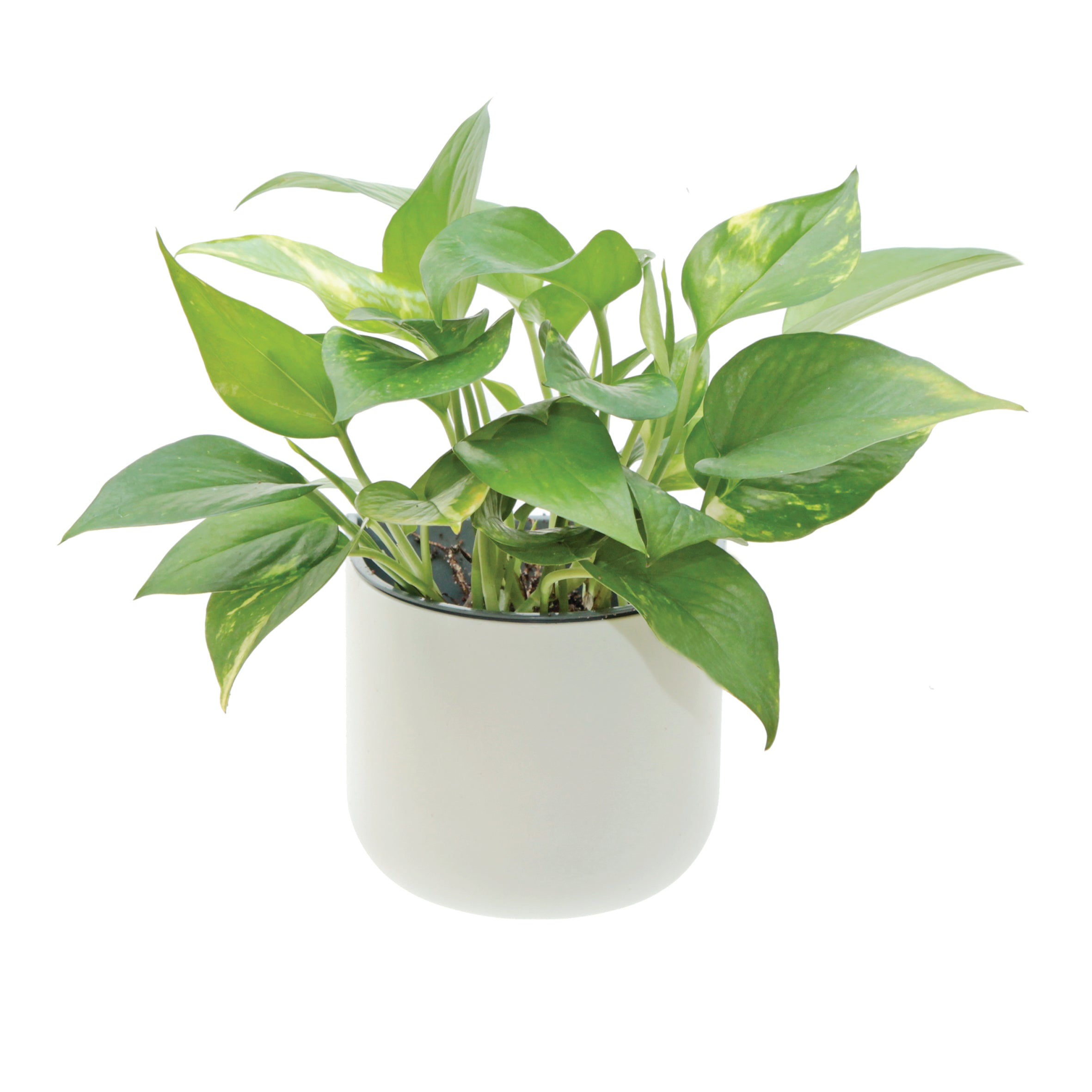 Okidome Eden Suction Planter against a white background with a Golden Pathos plant