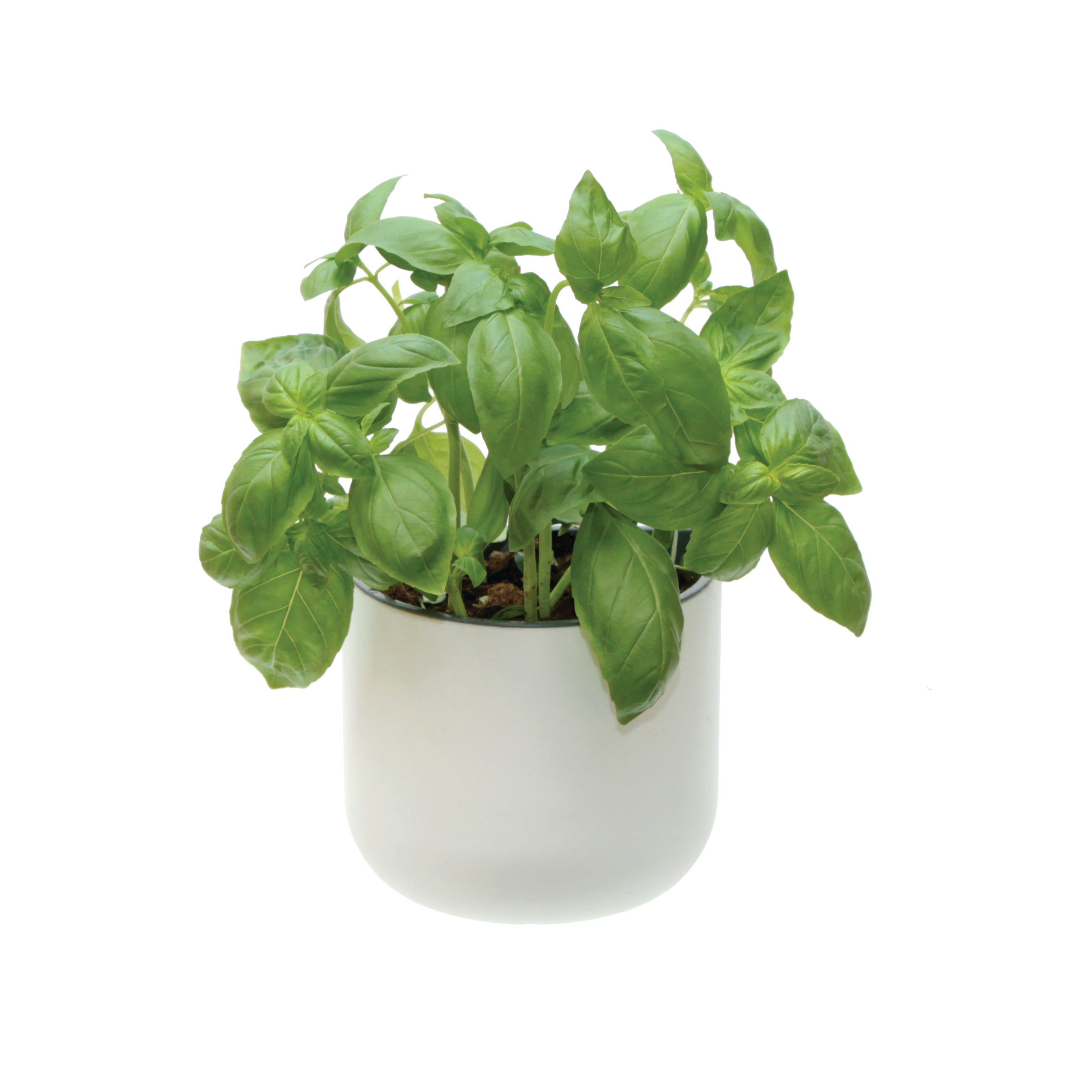 Basil plant in a Okidome Suction Planter on a white background