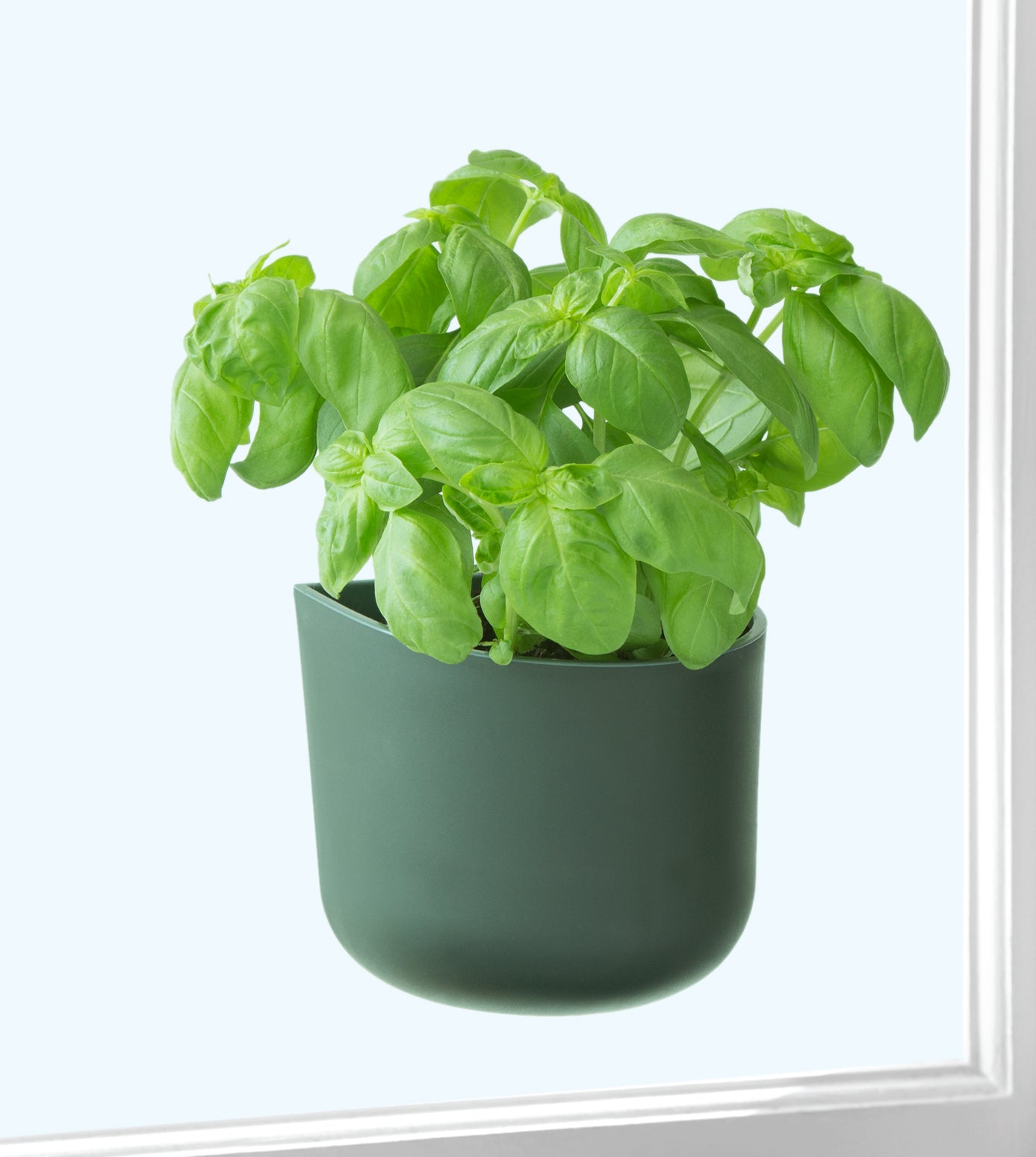 Side angle of a Charcoal coloured Okidome Eden suction planter attached to a window.