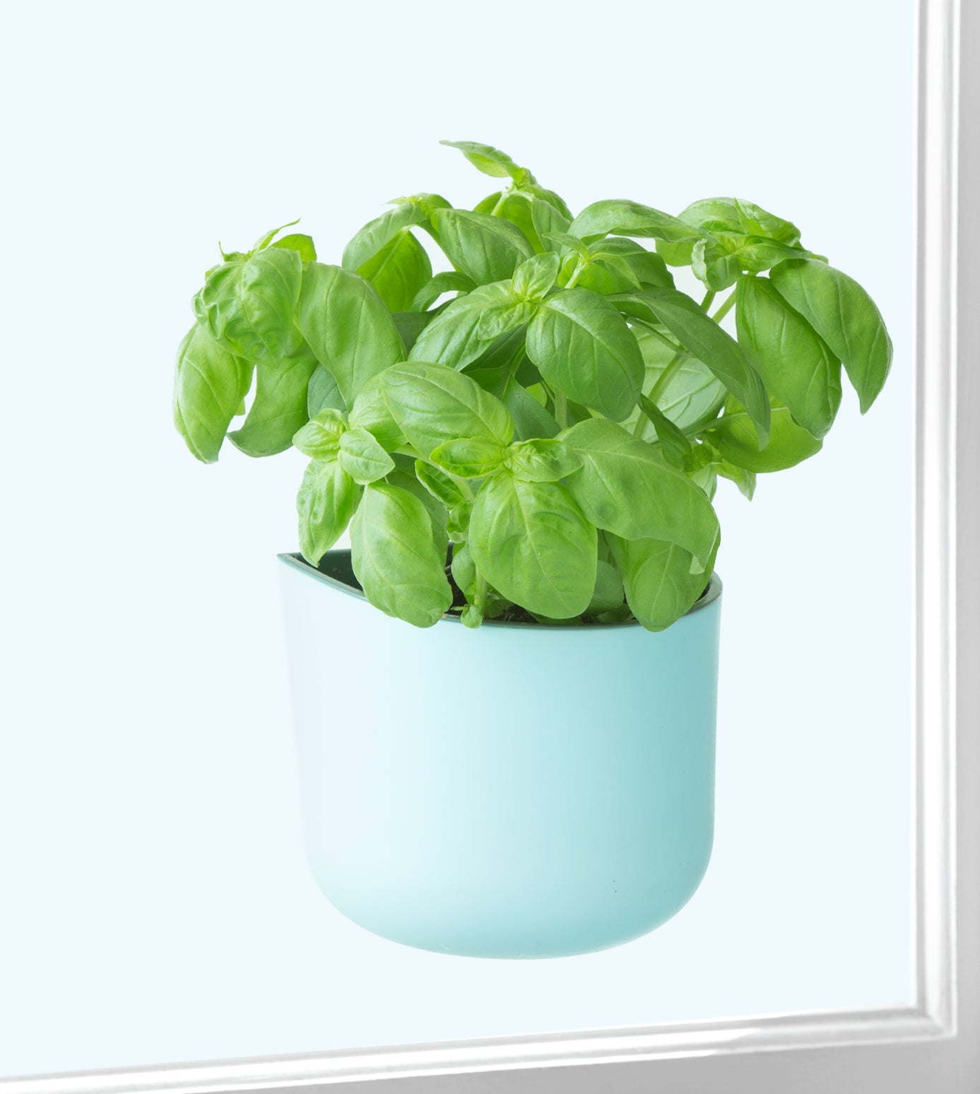 Blue Okidome Suction Planter attached to a window