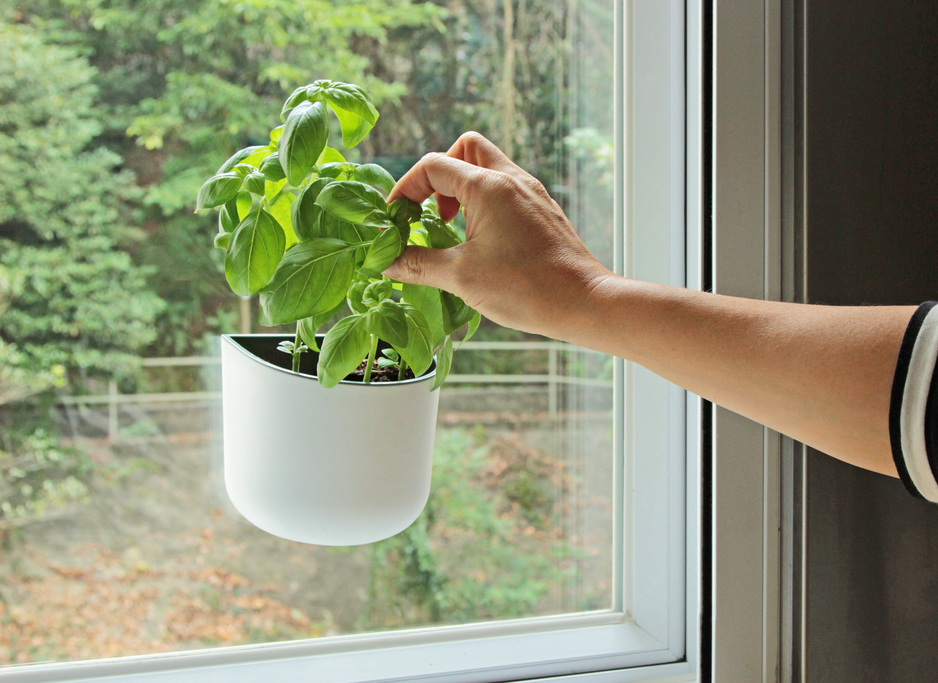 Okidome Eden Suction Planter attached to a window with a hand picking the basil leaves.
