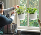 Two Okidome planters on a window with person cutting herbs from them